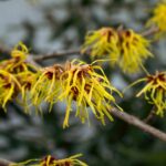 Witch Hazel for Acne Scars: 7 Proven Ways to Avoid Frustrating Setbacks