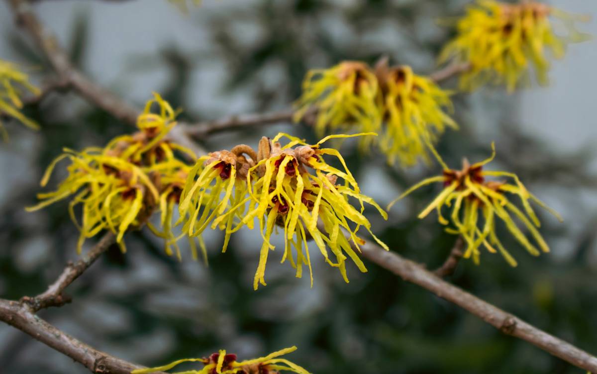 Witch Hazel for Acne Scars: 7 Proven Ways to Avoid Frustrating Setbacks